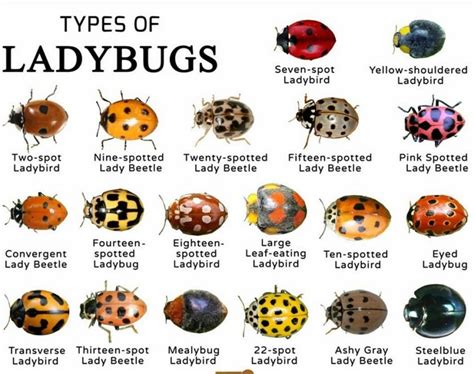 fake ladybug name